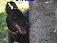 Dino2 verschmuster Galgo Ingles 03/22 ES - Ruppertsecken