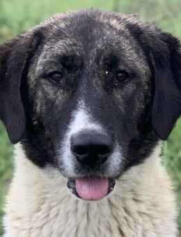 Finja, geb. ca. 05/2020, GRIECHENLAND - Markdorf