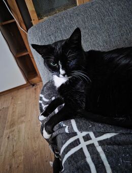 2 Liebevolle Katzen abzugeben - Güstrow