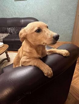 Moki soll nicht in Rumänien aufwachsen - Blankenheim (Nordrhein-Westfalen)