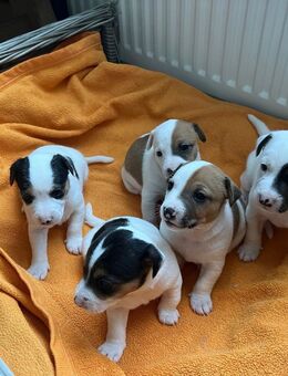 Jack Russel Welpen in gute Hände zu vergeben - Übach-Palenberg