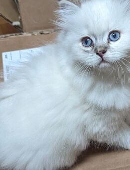 Reinrassige Ragdoll Kitten Mädchen weiß mit blauen Augen - Berlin