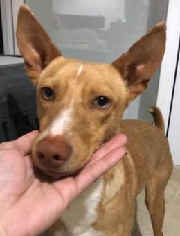 Saulo sucht Menschen mit großem Herzen - Laatzen