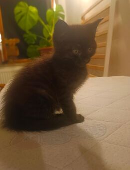 Zuckersüße Maine Coon Mix Kitten - Grabenstätt