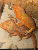 2 Bartagamen in 94447