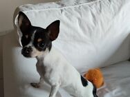 Chihuahua weibchen , 7 Monate. - Hasbergen