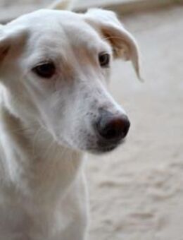 Liebenswerte Oya sucht Zuhause - Neuss