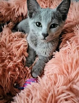 Wunderschöner Russisch Blau Katerchen sucht liebevolle Streichelhände. - Ginsheim-Gustavsburg