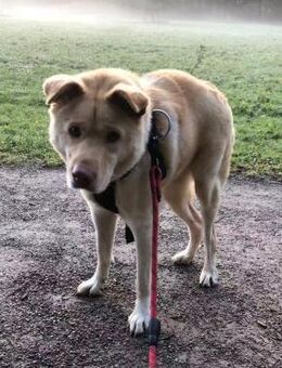 FUNNY, w., kastr., Mischling, 15 kg - Sipplingen