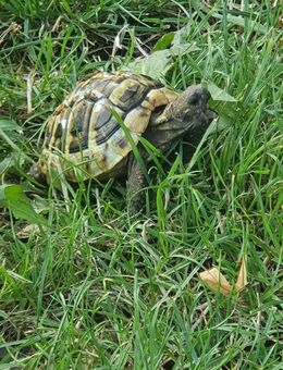 Griechische Landschildkröten - Schwarza