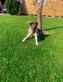 Foxterrier Deckrüde in 06567