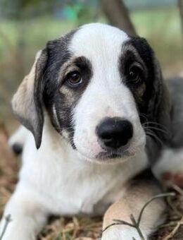 BISCUIT - freundlicher, sanfter Junghund - Kallmünz