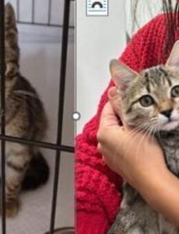 Zuckersüßer Maxi und Moritz suchen dich - Esslingen (Neckar)