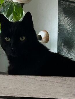 Katzenbaby gesucht - Frankfurt (Main) Bornheim