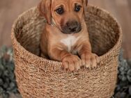 Welpen Großer Schweizer Sennenhund x Rhodesian Ridgeback - Nörvenich