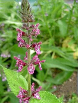 Samen WALD-ZIEST (Stachys sylvatica) heimische Wildstaude Naturgarten - Kassel