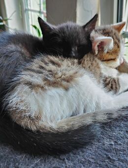 Kuschelweiche Kitten suchen ein Zuhause - Zehdenick Zentrum