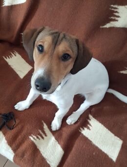 Jack Russel Terrier Rüde - Zofingen