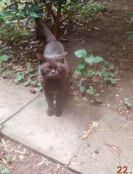 Britisch Kurzhaar Kater - Guntersblum