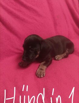 Hunde Welpen 2 stück - Walkendorf