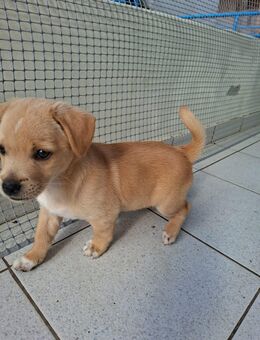 Barney sucht ein liebevolles Zuhause - Voerde (Niederrhein) Zentrum