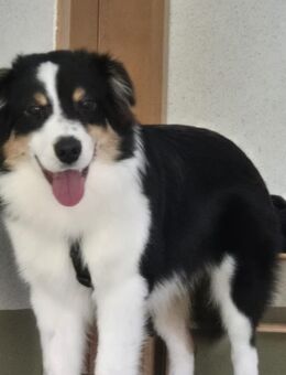 Junghund abzugeben - Schwerin