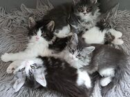 Maine Coon Kitten (1 Katerchen, 3 Kätzchen) - Remseck (Neckar)