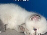 Ragdoll Kitten - Hamburg Altona