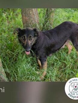 Alani: Sucht ein liebevolles Zuhause - Kirchzell