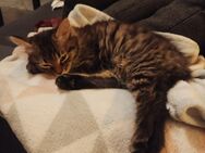 EKH Kitten und ein Wunderschönes Main Coon Kitten suchen ein Zuhause - Jungingen