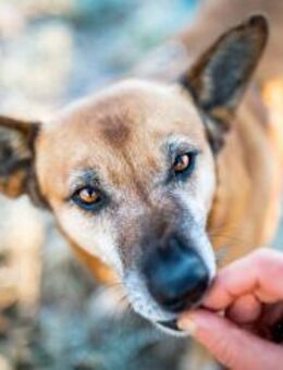 Mila - Seniorin sucht Streichler - Elsdorf (Nordrhein-Westfalen)