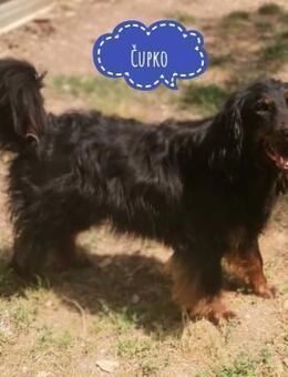 Cupko-Koki ein gutmütiger ruhiger Rüde - Flörsheim-Dalsheim