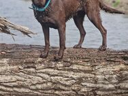 Labrador, Arbeitslinie, Welpen, Schoko - Warburg (Hansestadt)