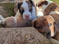 Französische Bulldogge - Querfurt