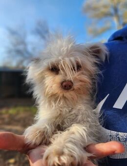 Süße, lockige Hundedame sucht zu Hause - Schnarup-Thumby