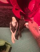 Nymphensittiche abzugeben! in 51145