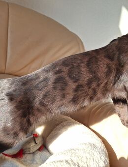 Noch 1 seltenes Bengal Mädchen in melanistic Abgabebereit! - Haßloch