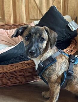 Kleine Cara sucht ihr Zuhause - Großefehn