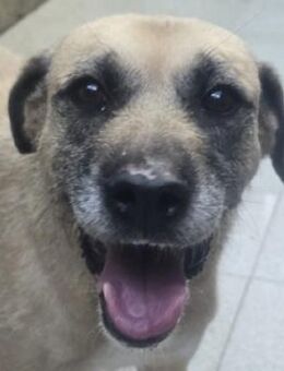 KIKA, freundlich und lieb - Gefrees