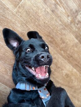 Labrador / Rottweiler Rüde - Berlin Marzahn-Hellersdorf