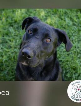 Rabea: sucht ein Zuhause - Kirchzell