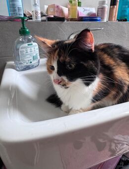 Katze sucht neues Zuhause - Gilching