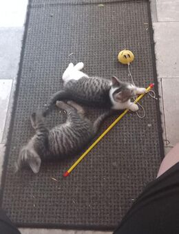 Katzenbabys - Hilbersdorf