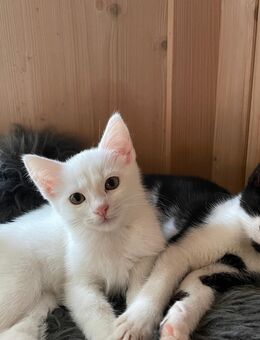 Türlisch Angora Mix Kätzchen Weibchen - Mainburg Zentrum