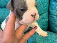 Französische Bulldoggenmixe - Seelze