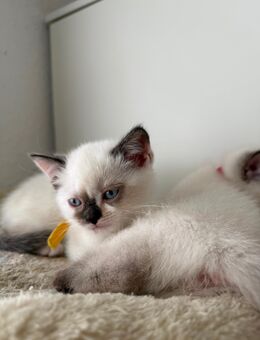 🐱 Zauberhafte Kitten suchen ihr Für-immer-Zuhause 🏡 - Gelsenkirchen Scholven