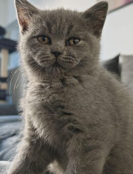 BKH Kitten in blau dürfen ausziehen/ zwei Kater suchen noch ein neues Zuhause - Hamburg