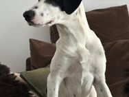 Josie sucht eine einfühlsame, geduldige und liebevolle Familie - Voerde (Niederrhein) Zentrum