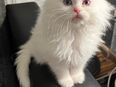 Ein süßes Perser Kitten in 48324