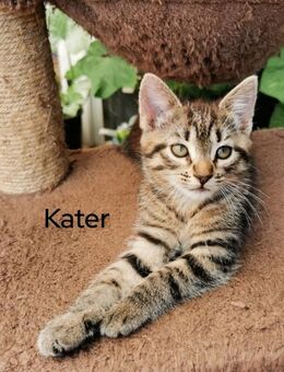 Baby Katze, Kater 3 Monate alt - Hamburg